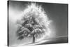 Schwartz - Enlightened Tree-Don Schwartz-Stretched Canvas