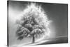 Schwartz - Enlightened Tree-Don Schwartz-Stretched Canvas