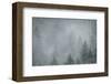 Schwartz - Foggy Pines-Don Schwartz-Framed Art Print