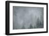 Schwartz - Foggy Pines-Don Schwartz-Framed Art Print