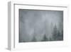 Schwartz - Foggy Pines-Don Schwartz-Framed Art Print