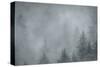 Schwartz - Foggy Pines-Don Schwartz-Stretched Canvas