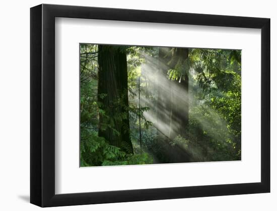 Schwartz - Light through the Trees-Don Schwartz-Framed Art Print