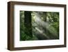 Schwartz - Light through the Trees-Don Schwartz-Framed Art Print