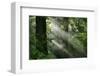 Schwartz - Light through the Trees-Don Schwartz-Framed Art Print