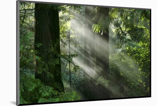 Schwartz - Light through the Trees-Don Schwartz-Mounted Art Print