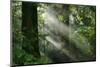 Schwartz - Light through the Trees-Don Schwartz-Mounted Art Print