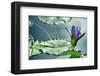 Schwartz - Lily on the Lake-Don Schwartz-Framed Art Print