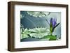 Schwartz - Lily on the Lake-Don Schwartz-Framed Art Print