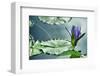 Schwartz - Lily on the Lake-Don Schwartz-Framed Art Print