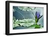 Schwartz - Lily on the Lake-Don Schwartz-Framed Art Print