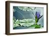 Schwartz - Lily on the Lake-Don Schwartz-Framed Art Print