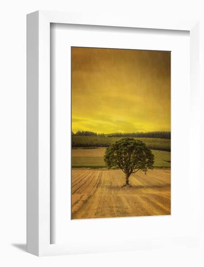 Schwartz - Lone Tree at Sunset-Don Schwartz-Framed Art Print