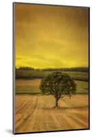 Schwartz - Lone Tree at Sunset-Don Schwartz-Mounted Art Print