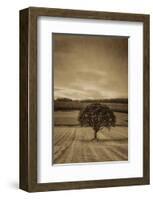 Schwartz - Lone Tree at Sunset-Don Schwartz-Framed Art Print