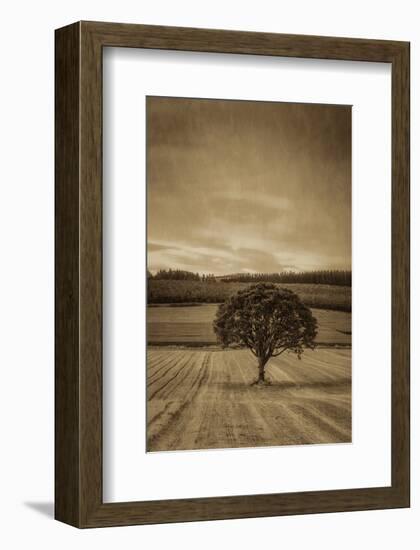 Schwartz - Lone Tree at Sunset-Don Schwartz-Framed Art Print