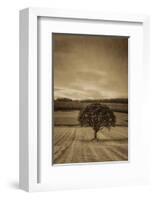 Schwartz - Lone Tree at Sunset-Don Schwartz-Framed Art Print