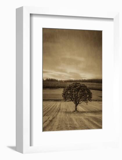 Schwartz - Lone Tree at Sunset-Don Schwartz-Framed Art Print