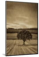 Schwartz - Lone Tree at Sunset-Don Schwartz-Mounted Art Print