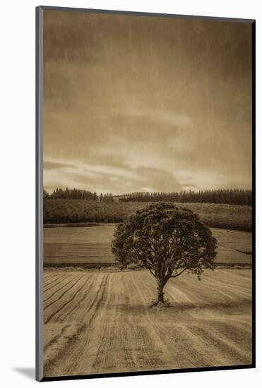 Schwartz - Lone Tree at Sunset-Don Schwartz-Mounted Art Print