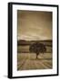 Schwartz - Lone Tree at Sunset-Don Schwartz-Framed Art Print