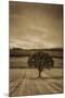 Schwartz - Lone Tree at Sunset-Don Schwartz-Mounted Art Print