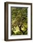 Schwartz - Magical Tree-Don Schwartz-Framed Art Print