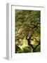 Schwartz - Magical Tree-Don Schwartz-Framed Art Print