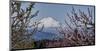 Schwartz - Mt. Adams in Spring-Don Schwartz-Mounted Art Print