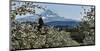 Schwartz - Pear Blossom Majesty-Don Schwartz-Mounted Art Print