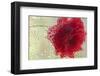 Schwartz - Rose in a Light Rain-Don Schwartz-Framed Art Print