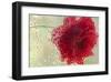 Schwartz - Rose in a Light Rain-Don Schwartz-Framed Art Print