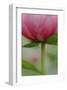 Schwartz - Soft Pink Poppy-Don Schwartz-Framed Art Print