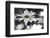 Schwartz - Sun-Speckled Daisy-Don Schwartz-Framed Art Print