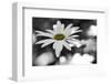 Schwartz - Sun-Speckled Daisy-Don Schwartz-Framed Art Print