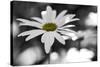 Schwartz - Sun-Speckled Daisy-Don Schwartz-Stretched Canvas