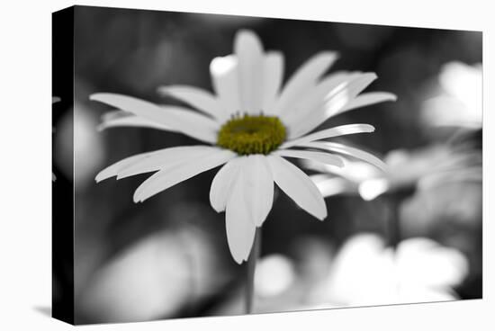 Schwartz - Sun-Speckled Daisy-Don Schwartz-Stretched Canvas