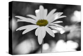 Schwartz - Sun-Speckled Daisy-Don Schwartz-Stretched Canvas