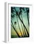 Schwartz - Tilting Palms-Don Schwartz-Framed Art Print