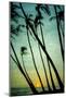 Schwartz - Tilting Palms-Don Schwartz-Mounted Art Print