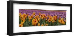 Schwartz - Tulip Explosio-Don Schwartz-Framed Art Print