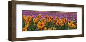 Schwartz - Tulip Explosio-Don Schwartz-Framed Art Print