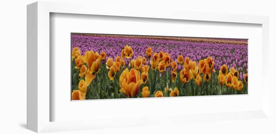 Schwartz - Tulip Explosio-Don Schwartz-Framed Art Print