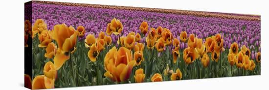 Schwartz - Tulip Explosio-Don Schwartz-Stretched Canvas