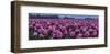 Schwartz - Tulips Galore-Don Schwartz-Framed Art Print