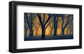 Schwartz - Woods Aglow-Don Schwartz-Framed Art Print