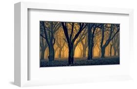 Schwartz - Woods Aglow-Don Schwartz-Framed Art Print