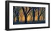 Schwartz - Woods Aglow-Don Schwartz-Framed Art Print