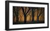 Schwartz - Woods Aglow-Don Schwartz-Framed Art Print