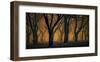 Schwartz - Woods Aglow-Don Schwartz-Framed Art Print